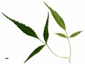 SpeciesSub: subsp. syriaca SpeciesSub: subsp. syriaca